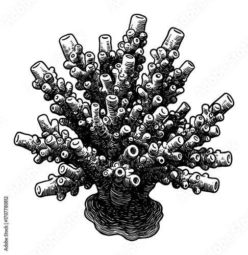Detailed Pocillopora Coral Black and White Outline Line Art Drawing Vintage Engraving Style Isolated Object