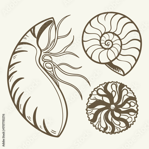 vector illustration of a seashell
