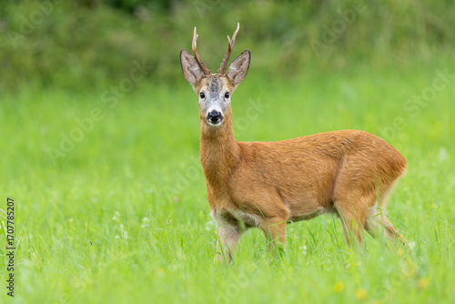 Roe deer buck looking into the camera. Roe buck during mating season in a natural meadow. Wildlife. Capreolus capreolus, Slovakia.