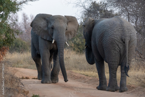 Photos Elephant standoff