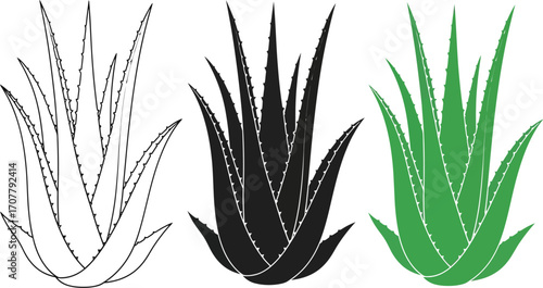 Three stylized illustrations of aloe vera plants: outline, silhouette, and green.