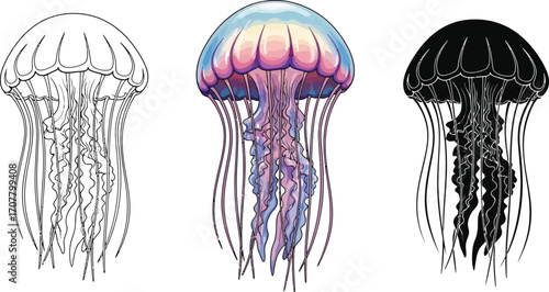 Three jellyfish in outline, color, and silhouette vector illustration