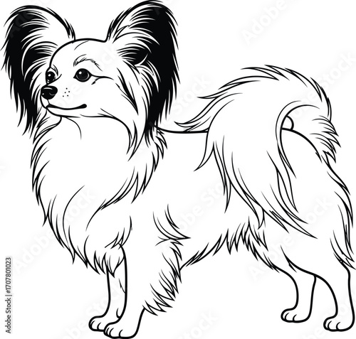 Papillon dog breed illustration vector image clip art lineart