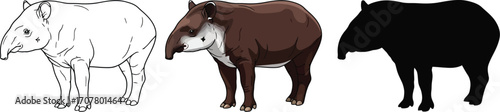 Three stages of a tapir from sketch to color to silhouette vector illustration