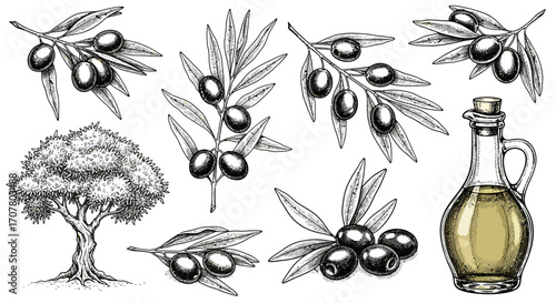 Detailed illustration of olive branches with olives, an olive tree, and a bottle of olive oil.