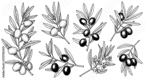 Detailed botanical illustration of several olive branches with leaves and olives, some branches also include flowers, depicted in a vintage, etched style.