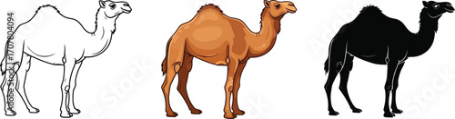 Camel illustration in line art, color, and silhouette styles