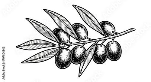 Detailed illustration of an olive branch with several olives and leaves, depicted in a vintage engraved style.