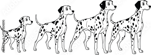 Dalmatian dogs puppy growth stages illustration black white