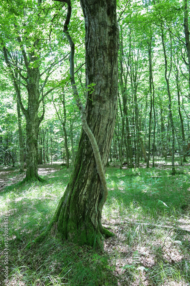 Fototapeta premium ​A sturdy tree with a twisted trunk, covered in moss and entwined with a vine, stands in a sunny forest among green grass.