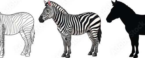 Three zebras in outline, color, and silhouette illustration