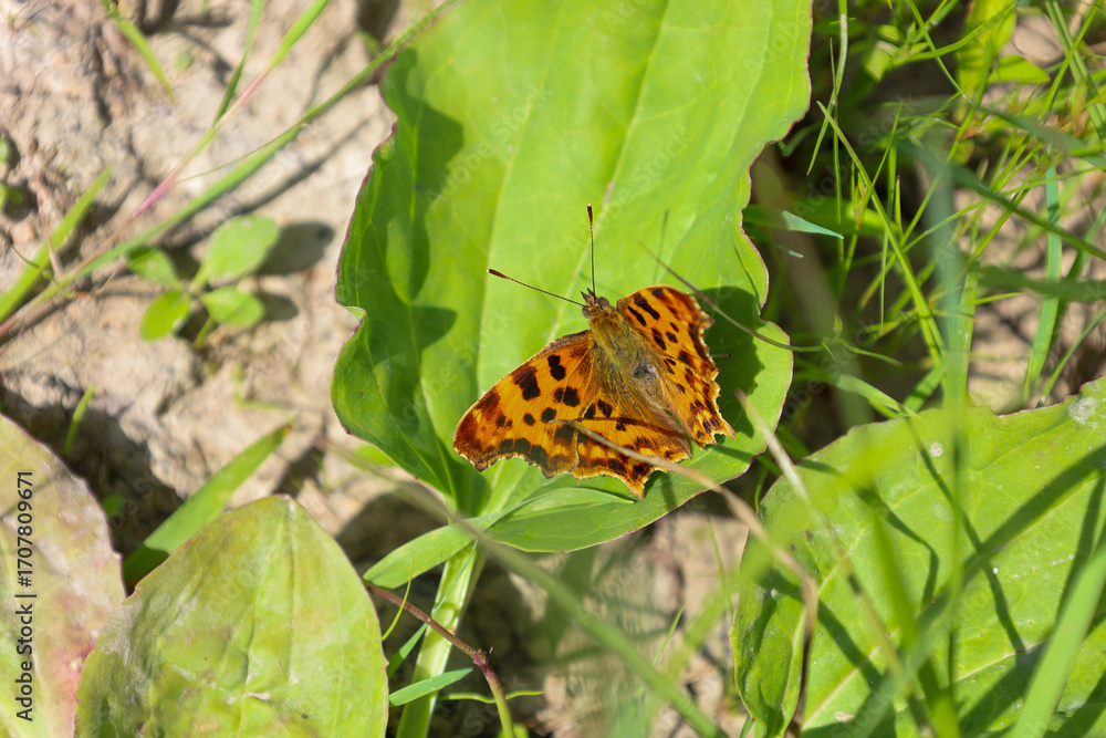 Obraz premium A bright butterfly with orange and black patterns on its wings rests on a green leaf, enjoying the sunlight. This macro shot captures the beauty and fine details of living nature, showcasing its uniqu