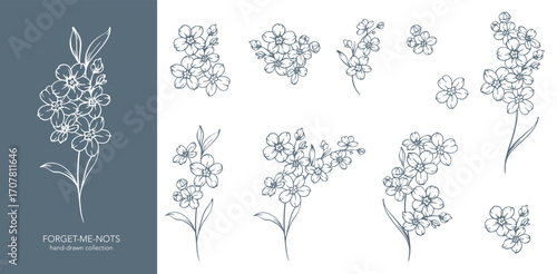 Forget me not flower drawing. Forget-me-not illustration isolated on white background. Floral Line Art Graphics. Hand Drawn Outline Flowers. Botanical Silhouette Drawing. Floral Illustration