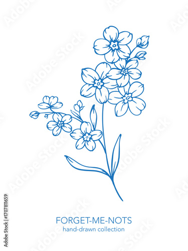 Forget me not flower drawing. Forget-me-not illustration isolated on white illustration. Floral Line Art Graphics. Hand Drawn Outline Flowers. Botanical Silhouette Drawing. Floral Illustration