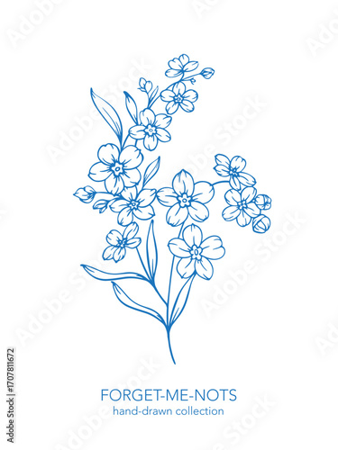 Forget me not flower drawing. Forget-me-not illustration isolated on white illustration. Floral Line Art Graphics. Hand Drawn Outline Flowers. Botanical Silhouette Drawing. Floral Illustration