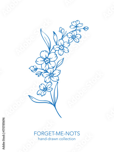 Forget me not flower drawing. Forget-me-not illustration isolated on white illustration. Floral Line Art Graphics. Hand Drawn Outline Flowers. Botanical Silhouette Drawing. Floral Illustration