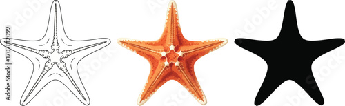 Starfish in outline, color, and silhouette styles marine invertebrate illustration
