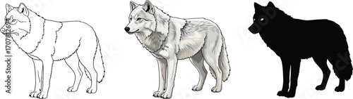 Wolf illustration in outline, color, and silhouette vector styles