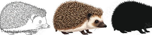 Hedgehog in sketch, color, and silhouette cute animal illustration