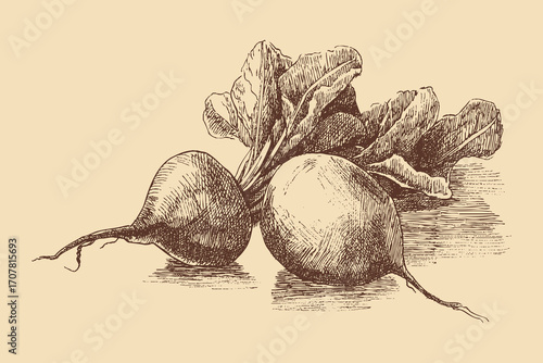 Beetroot illustration in a vintage style. This vector illustration can be used in any size you like for advertising, logos, and other work.