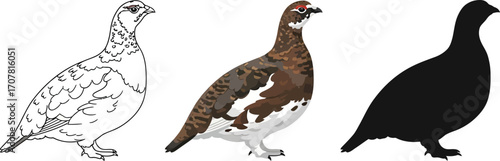 Ptarmigan in sketch, color, and silhouette bird illustration