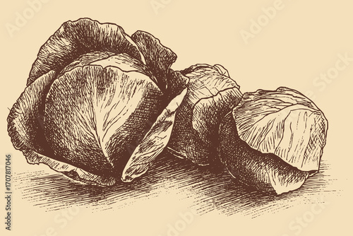 Cabbage illustration in a vintage style. This vector illustration can be used in any size you like for advertising, logos, and other work.