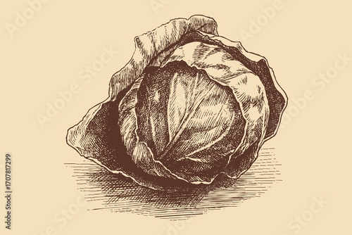 Cabbage illustration in a vintage style. This vector illustration can be used in any size you like for advertising, logos, and other work.