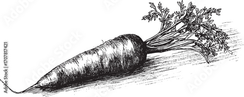 Carrot illustration on a white background. This vector illustration can be used in any size you like for advertising, logos, and other work.