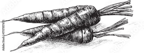 Carrot illustration on a white background. This vector illustration can be used in any size you like for advertising, logos, and other work.