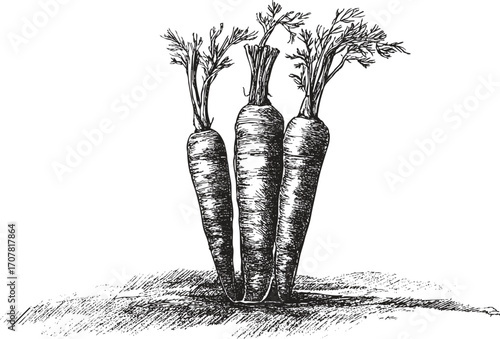 Carrot illustration on a white background. This vector illustration can be used in any size you like for advertising, logos, and other work.