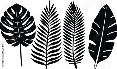 Elegant black and white botanical illustration of tropical leaves showcasing monstera and palm tree silhouettes suitable for various design applications