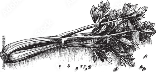 Celery illustration on a white background. This vector illustration can be used in any size you like for advertising, logos, and other work.
