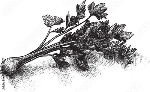 Celery illustration on a white background. This vector illustration can be used in any size you like for advertising, logos, and other work.