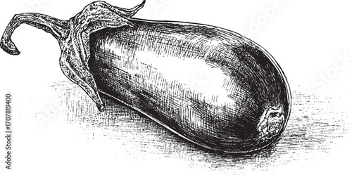 Eggplant illustration on a white background. This vector illustration can be used in any size you like for advertising, logos, and other work.