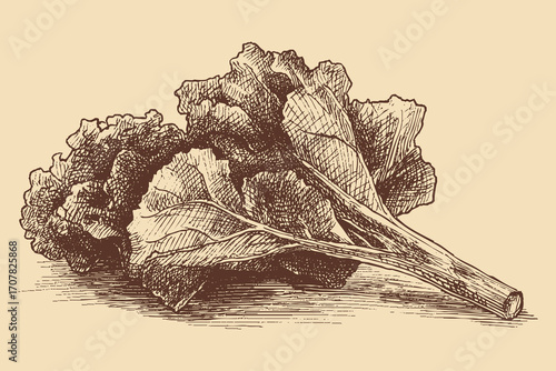 Kale illustration in a vintage style. This vector illustration can be used in any size you like for advertising, logos, and other work.