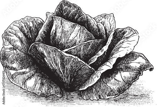 Lettuce illustration on a white background. This vector illustration can be used in any size you like for advertising, logos, and other work.