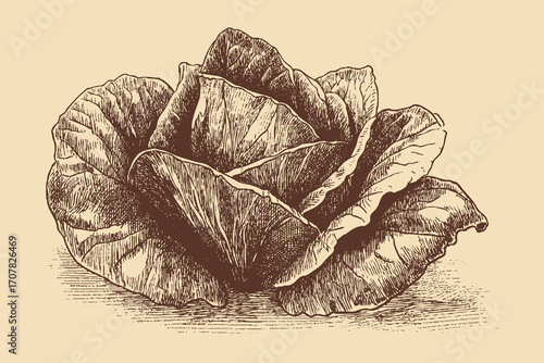 Lettuce illustration in a vintage style. This vector illustration can be used in any size you like for advertising, logos, and other work.