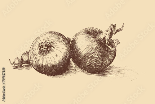 Onion illustration in a vintage style. This vector illustration can be used in any size you like for advertising, logos, and other work.