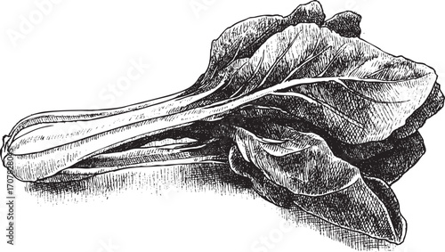 Bok choy, Pakchoi illustration on a white background. This vector illustration can be used in any size you like for advertising, logos, and other work.