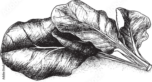 Bok choy, Pakchoi illustration on a white background. This vector illustration can be used in any size you like for advertising, logos, and other work.