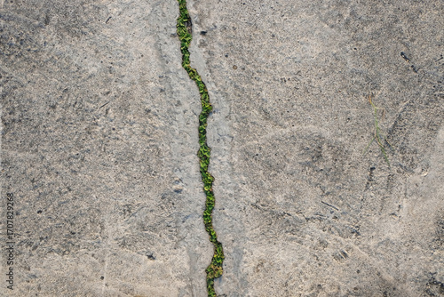 Cracked concrete road texture background with grass growing on it. Road infrastructure and transportation concept. For graphic design and banners