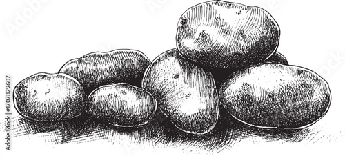 Potato illustration on a white background. This vector illustration can be used in any size you like for advertising, logos, and other work.