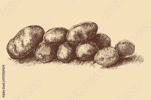 Potato illustration in a vintage style. This vector illustration can be used in any size you like for advertising, logos, and other work.