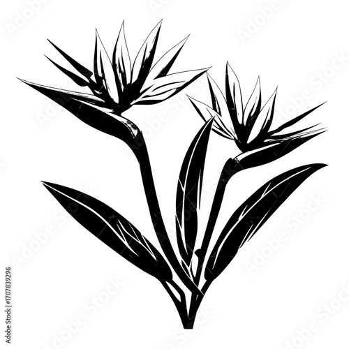 A realistic modern illustration of the exotic Strelitzia reginae, or bird of paradise and crane flower, presents the plant's vibrant orange and purple petals isolated on a white background, serving
