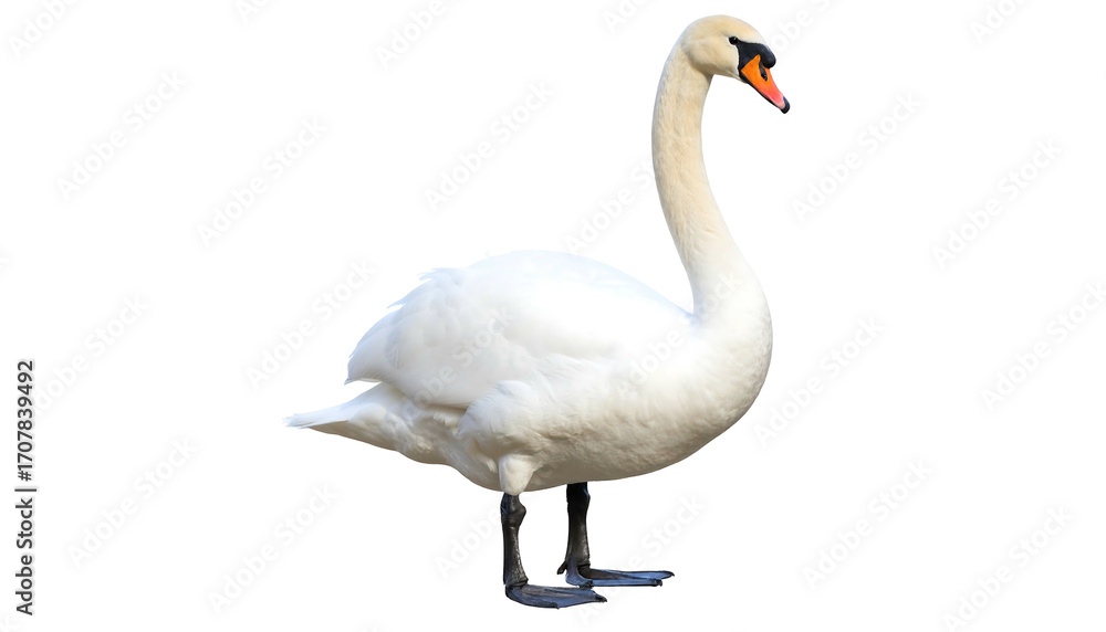 Fototapeta premium Elegant Mute Swan Standing Tall on a White Background.
