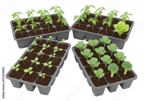 Young plants growing in seedling trays ready for transplanting transparent background