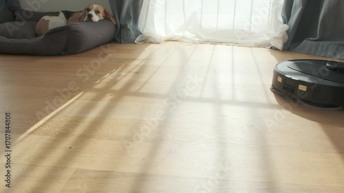 Robotic Vacuum Cleans Living Room While Dog Rests on Bed in Bright Afternoon Light