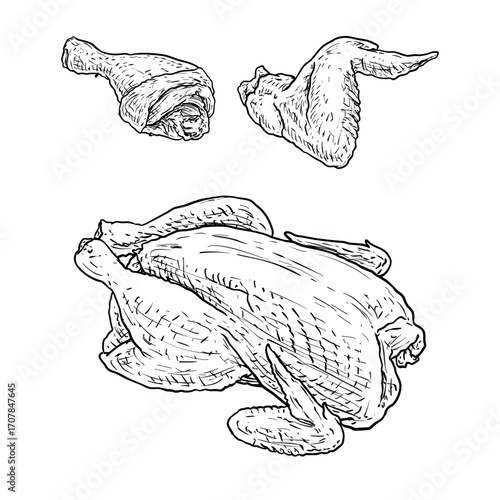 raw fresh chicken vector line art hand drawn illustration set collection