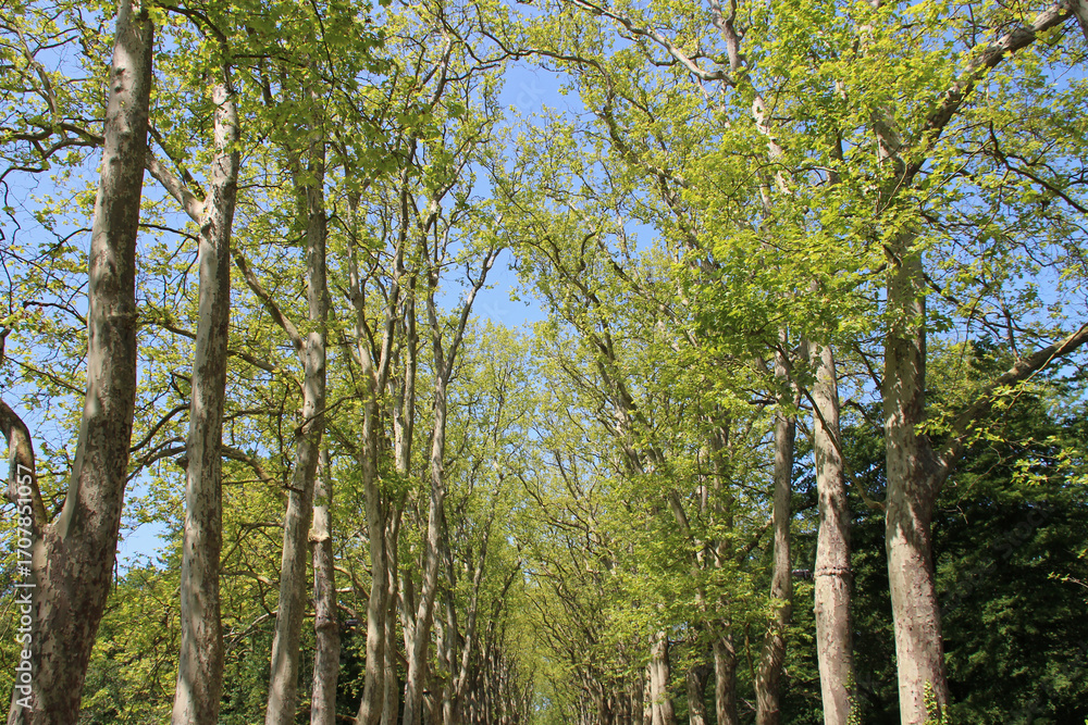 Fototapeta premium plante trees in the gardens of the castle of chenonceau in france 
