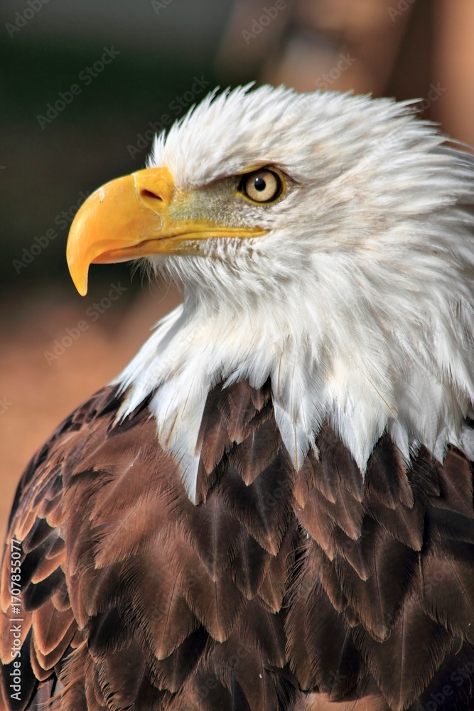 Obraz premium Majestic Bald Eagle Portrait. A striking, high-resolution close-up portrait of a majestic Bald Eagle. The sharp focus captures every detail of its fierce, golden eye and powerful yellow beak. The imag